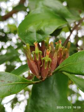 Imagem de Dendrophthoe pentandra (L.) Miq.