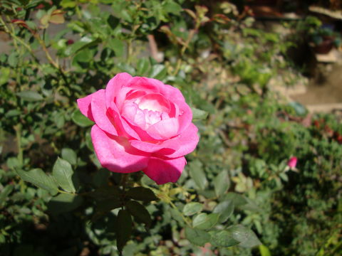 Image of Chinese rose