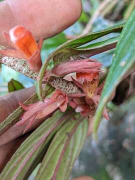 Image of Columnea querceti Oerst.