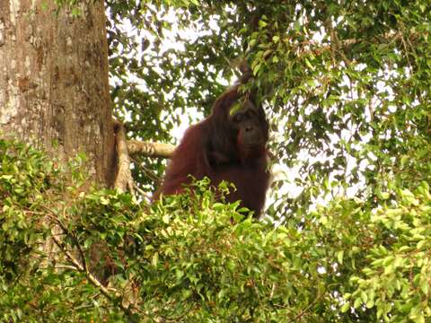 Image of Pongo pygmaeus morio (Owen 1837)