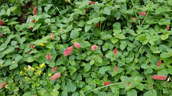 Plancia ëd Acalypha herzogiana Pax & K. Hoffm.