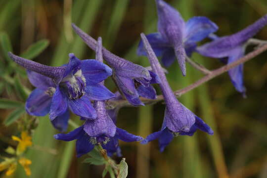 Image of Delphinium laxiflorum DC.