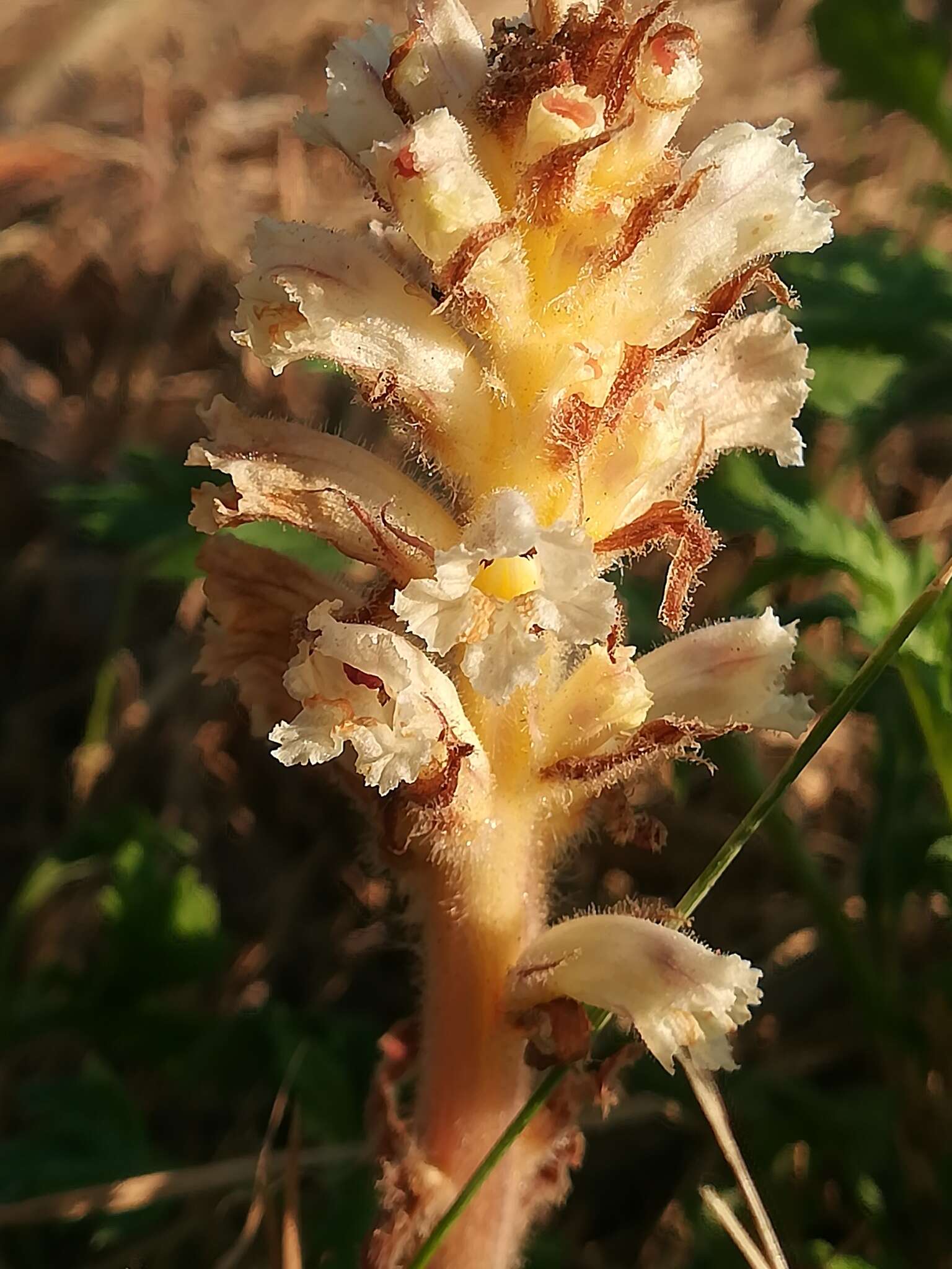 Image of oxtongue broomrape