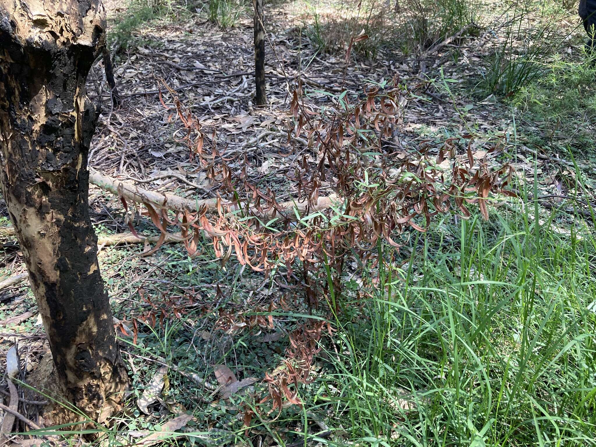 Imagem de Lasiopetalum parviflorum Rudge