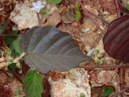 Sivun Jacquemontia paniculata (Burm. fil.) Hall. fil. kuva