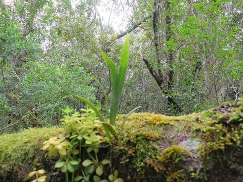 Image of lanceleaf polypody