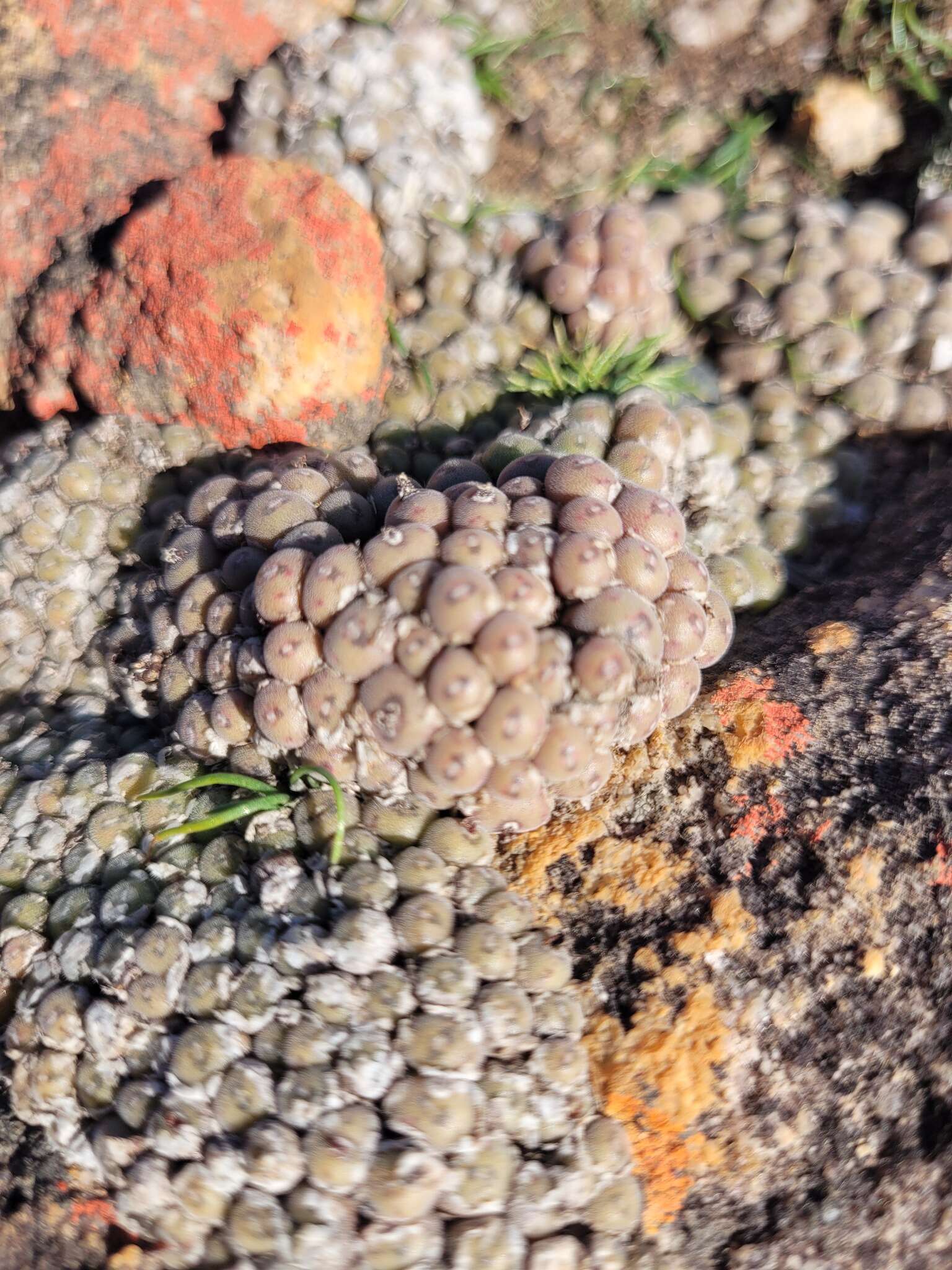 Image of Conophytum minusculum subsp. leipoldtii (N. E. Br.) S. A. Hammer