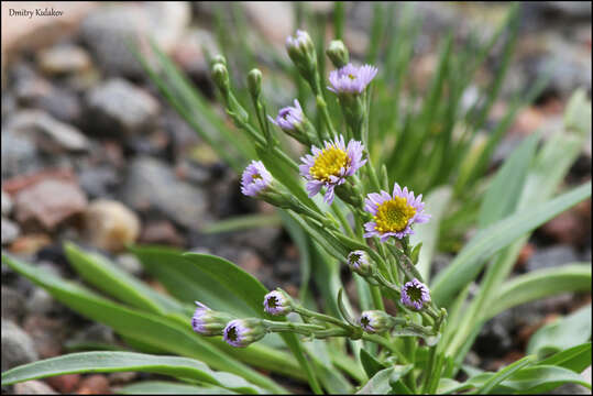 Image of sea aster