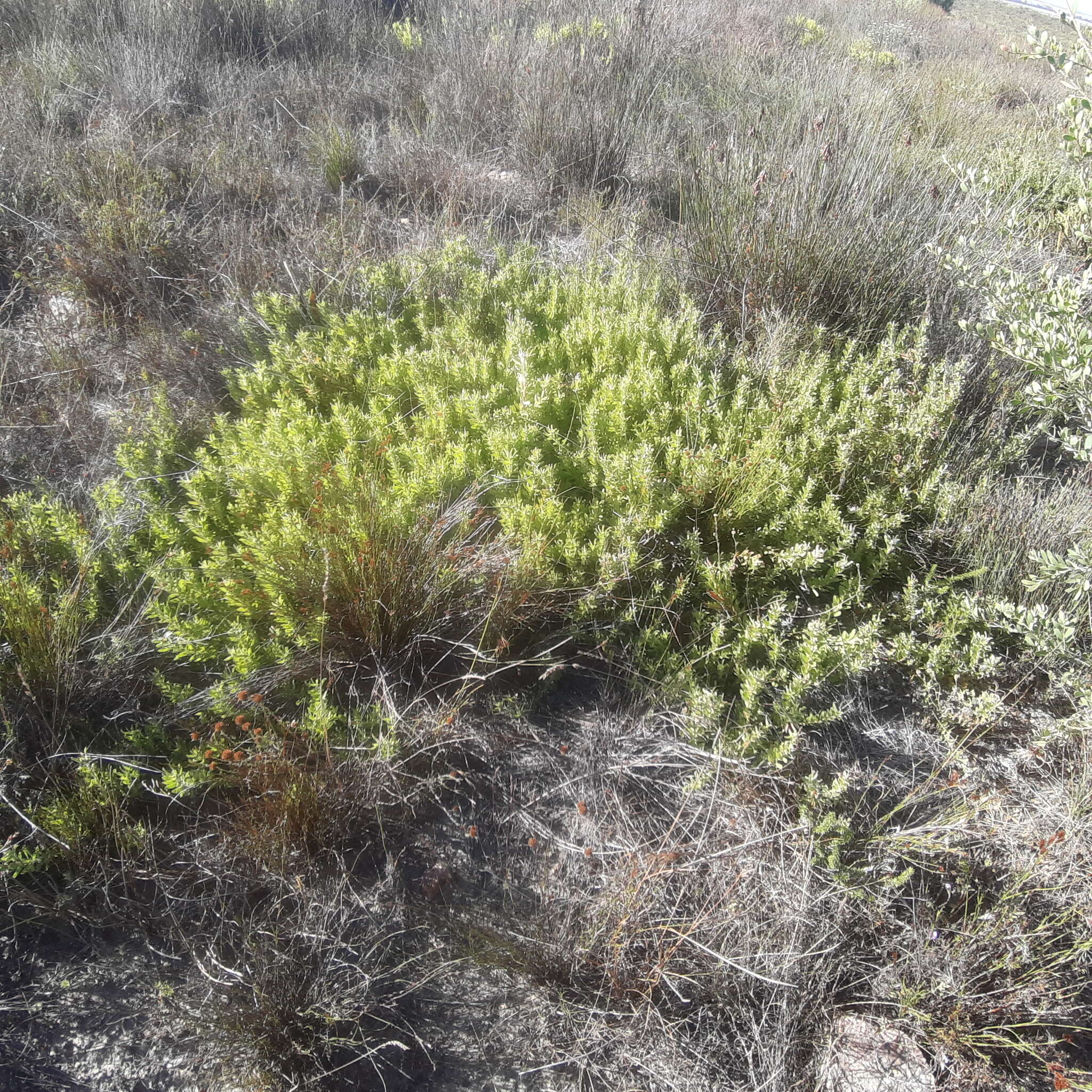 Plancia ëd Leucospermum heterophyllum (Thunb.) Rourke