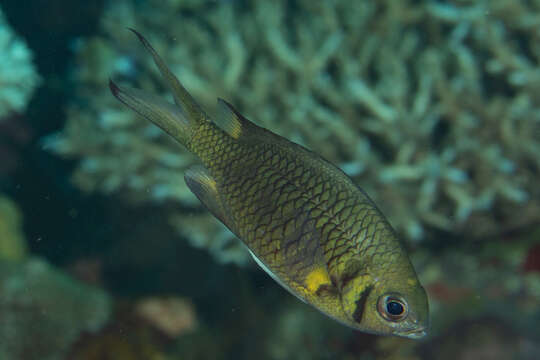 Image of Weber's chromis