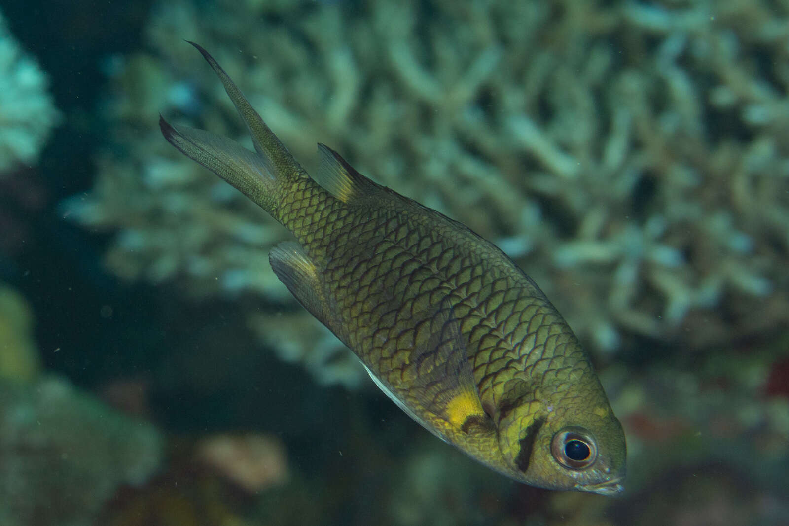 Image de Chromis weberi Fowler & Bean 1928