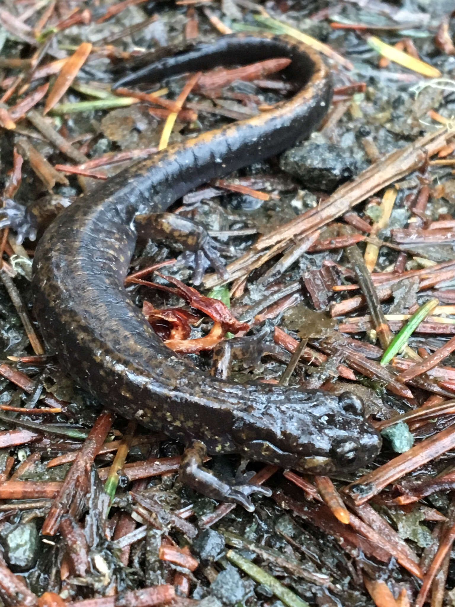 Image of Dunn's Salamander