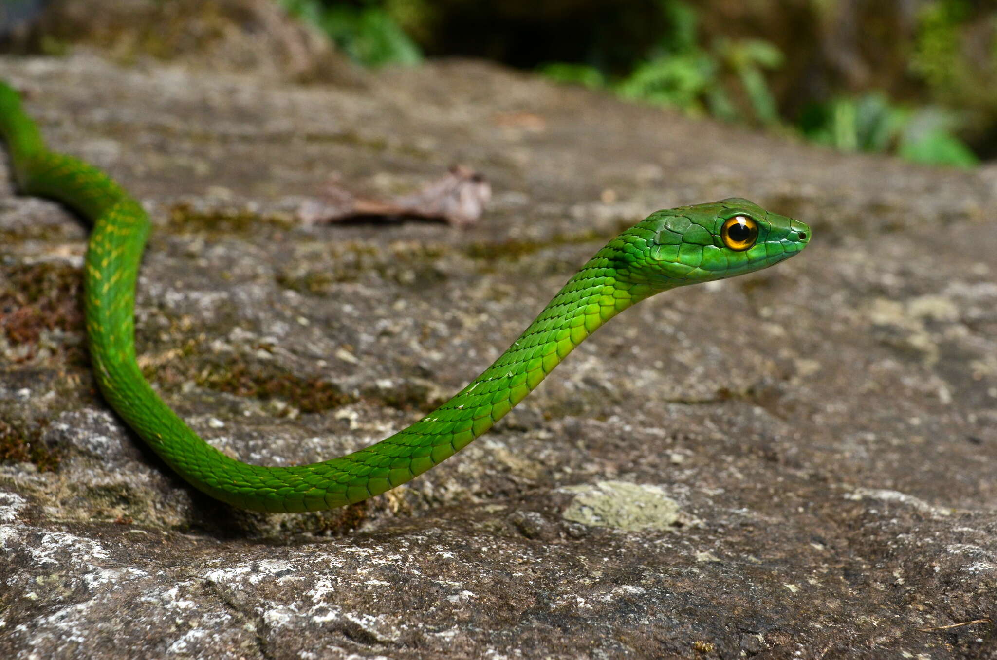 Leptophis ahaetulla praestans (Cope 1868)的圖片