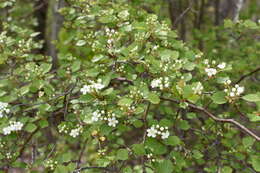 Слика од Crataegus chrysocarpa var. phoeniceoides J. B. Phipps & Sennikov