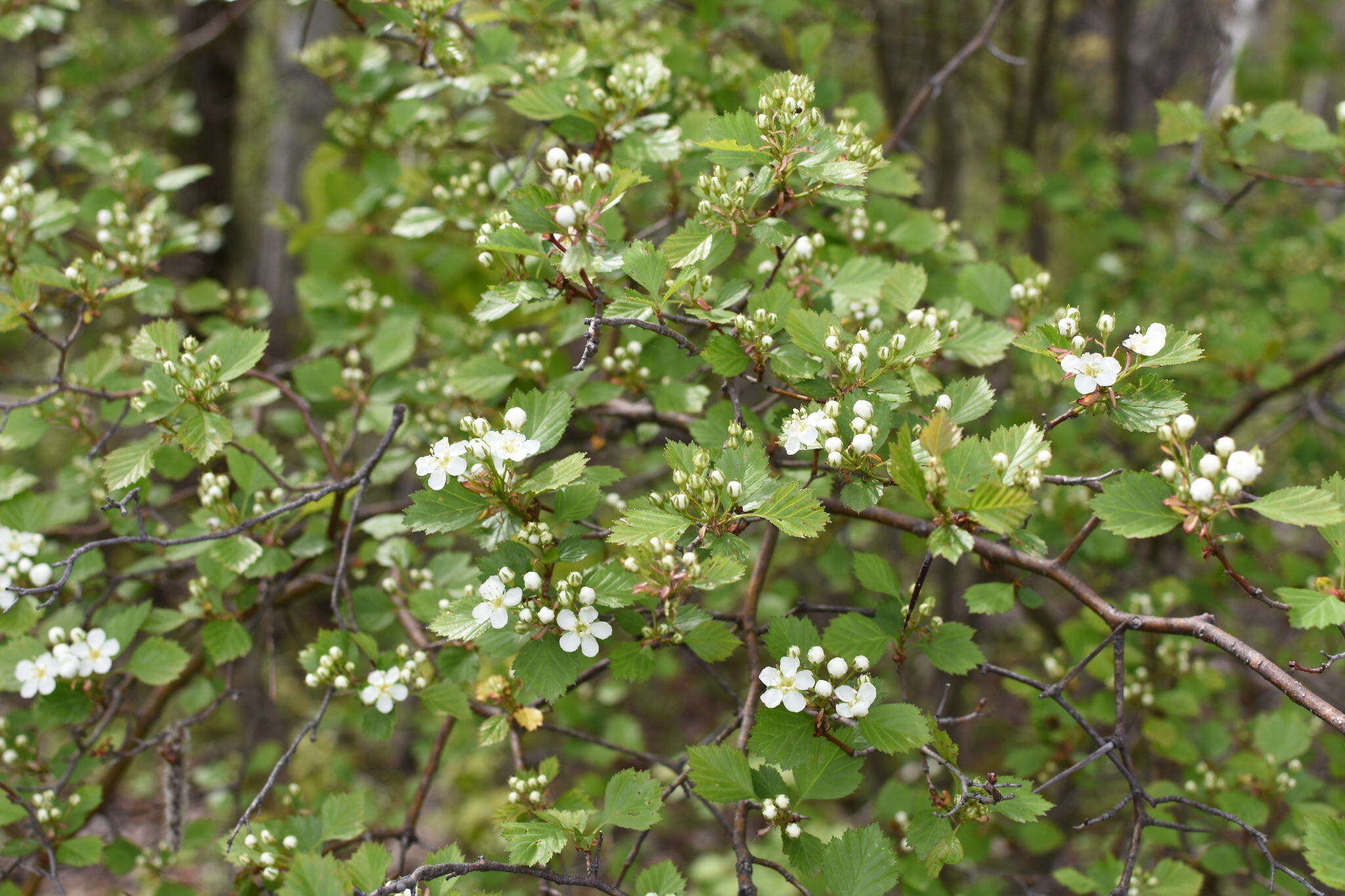 Image of Crataegus chrysocarpa var. phoeniceoides J. B. Phipps & Sennikov