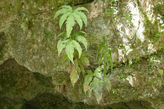 Image of Broad Halberd Fern