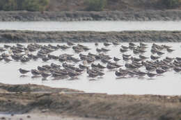 Image of Great Knot