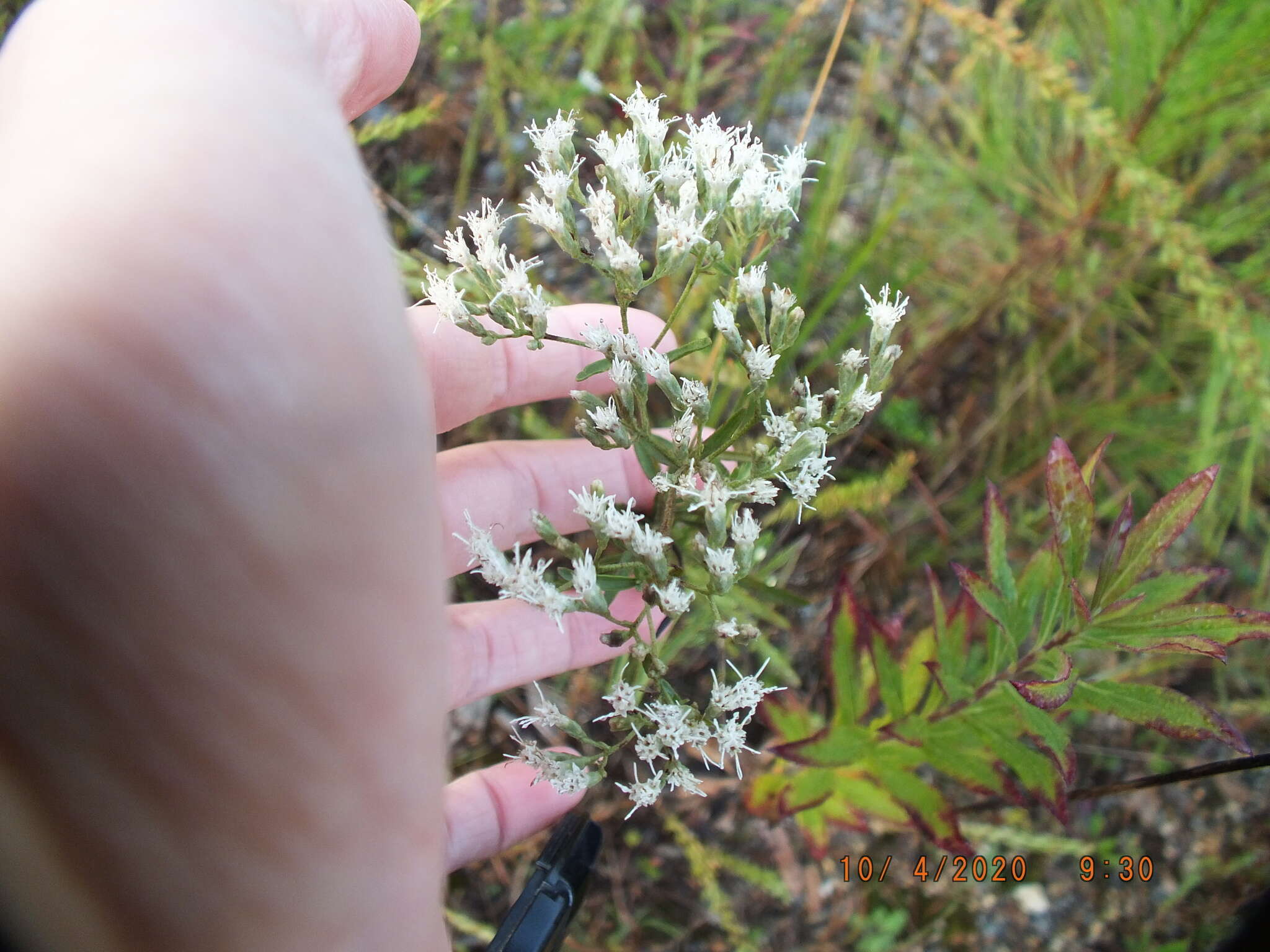 Image of hyssopleaf thoroughwort