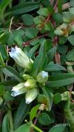 Image de Gentiana davidii var. formosana (Hayata) T. N. Ho