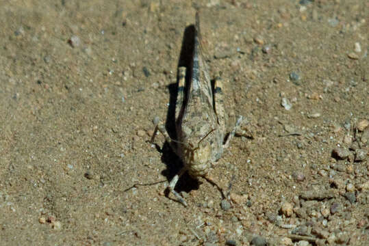 Trimerotropis pallidipennis (Burmeister & H. 1838) resmi