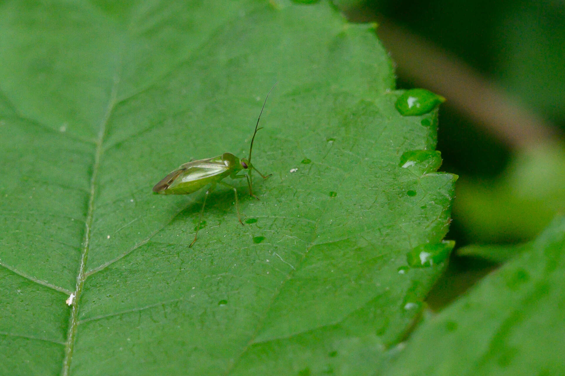 Sivun Lygocoris kuva