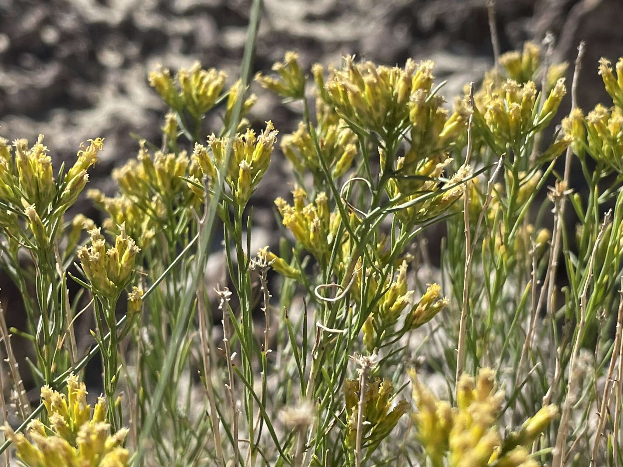 Imagem de Chrysothamnus greenei (A. Gray) Greene