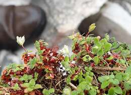 Image of Crassula peculiaris (Tölken) Tölken & Wickens