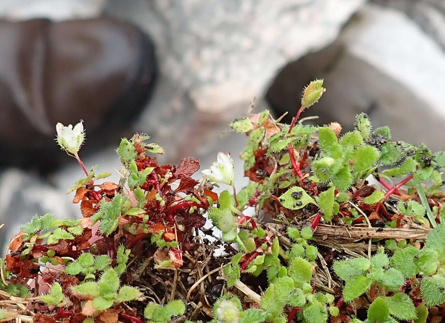 Image of Crassula peculiaris (Tölken) Tölken & Wickens