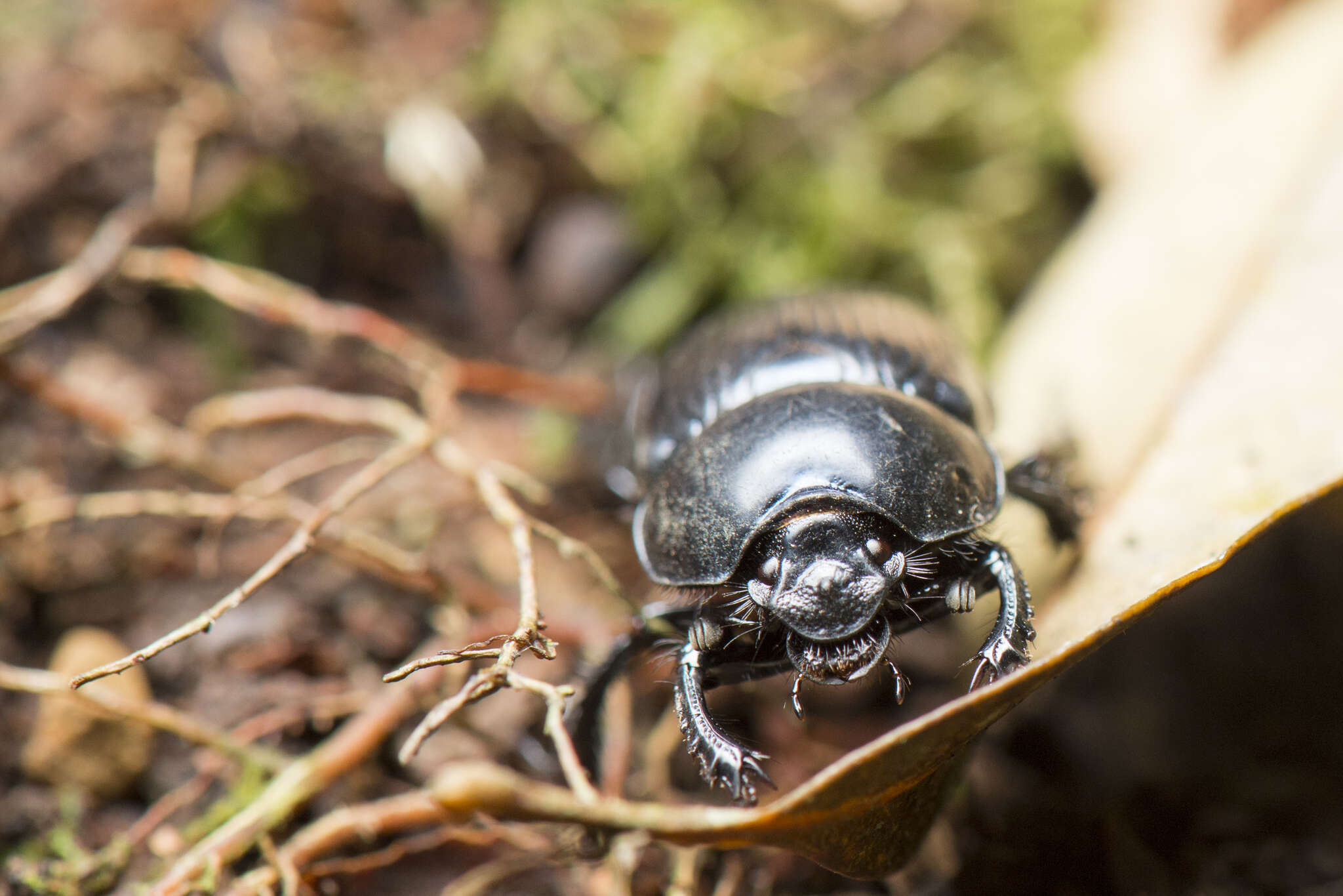 Слика од Phelotrupes (Sinogeotrupes) insulanus (Howden 1965)