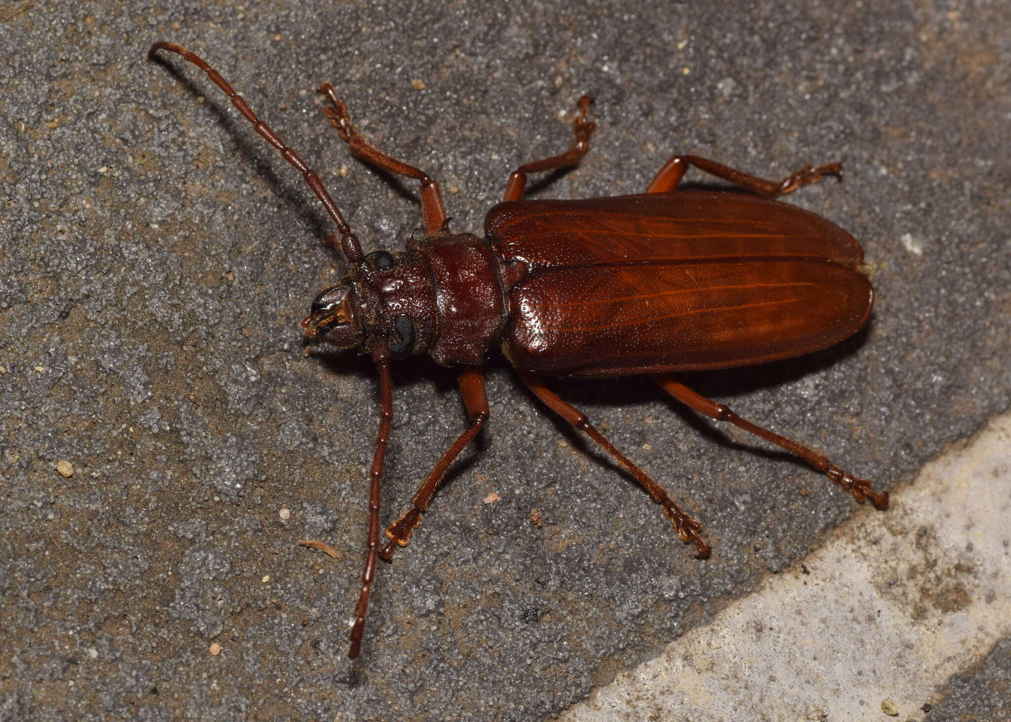 Image of Cacodacnus planicollis (Blackburn 1895)