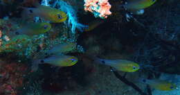 Image of Orange-lined cardinalfish