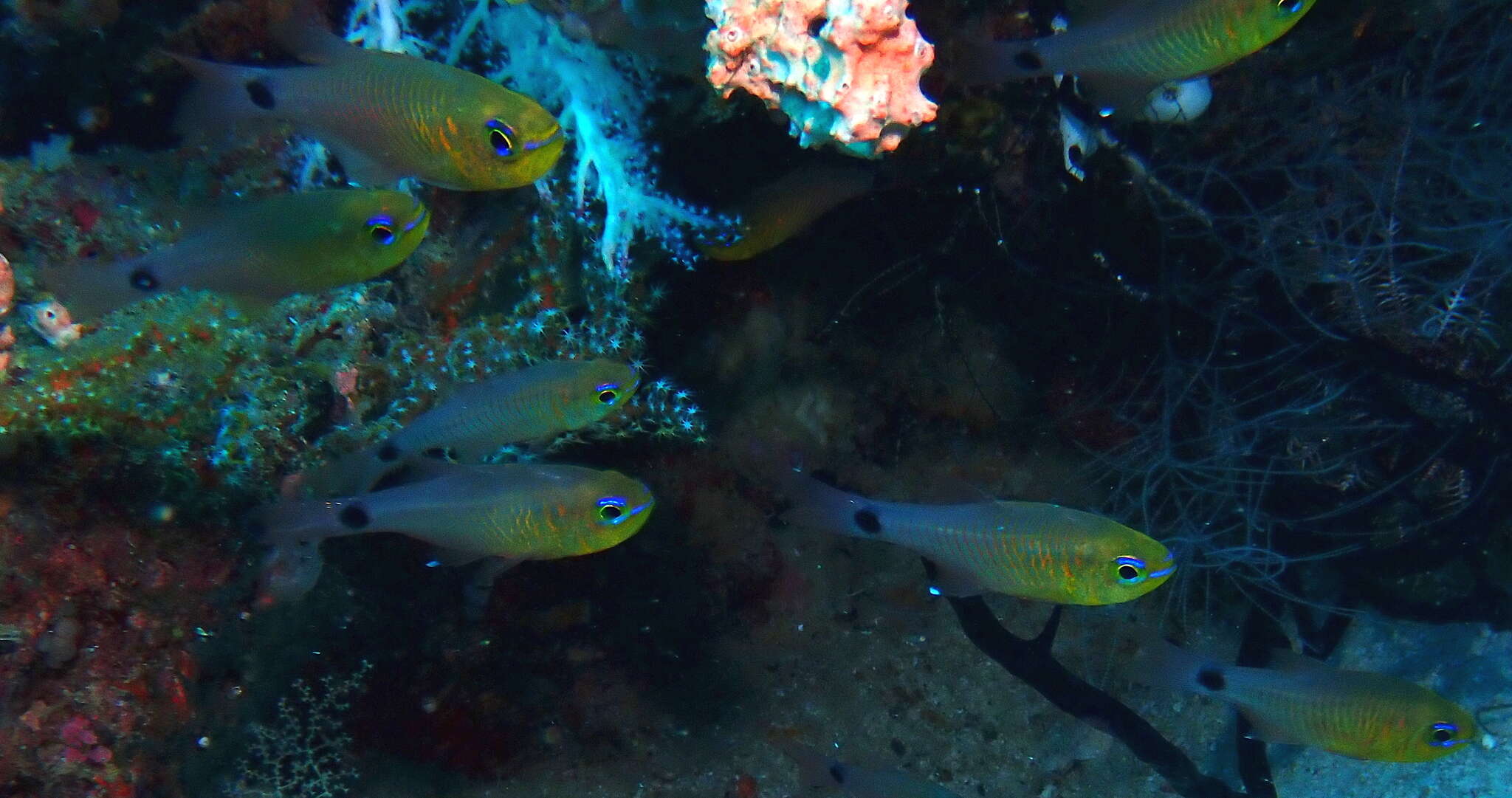 Image of Orange-lined cardinalfish