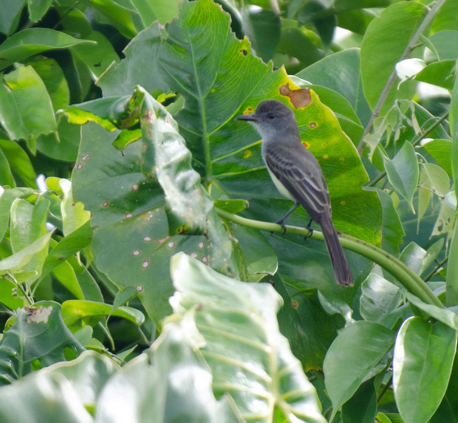 Image of Short-crested Flycatcher