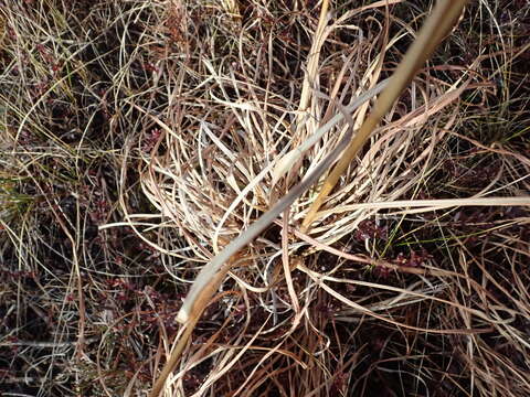 Image of bushy bluestem