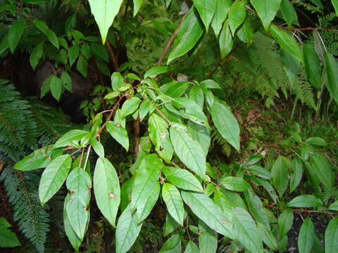 Imagem de Fuchsia excorticata (J. R. & G. Forst.) L. fil.