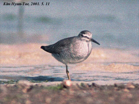 Image of Gray-tailed Tattler