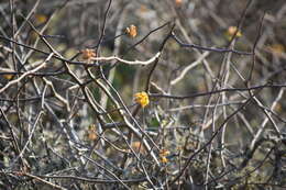 Image of Ribes tortuosum Benth.