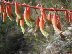 Слика од Gasteria polita van Jaarsv.