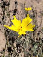 Image of Balbisia peduncularis (Lindl.) D. Don