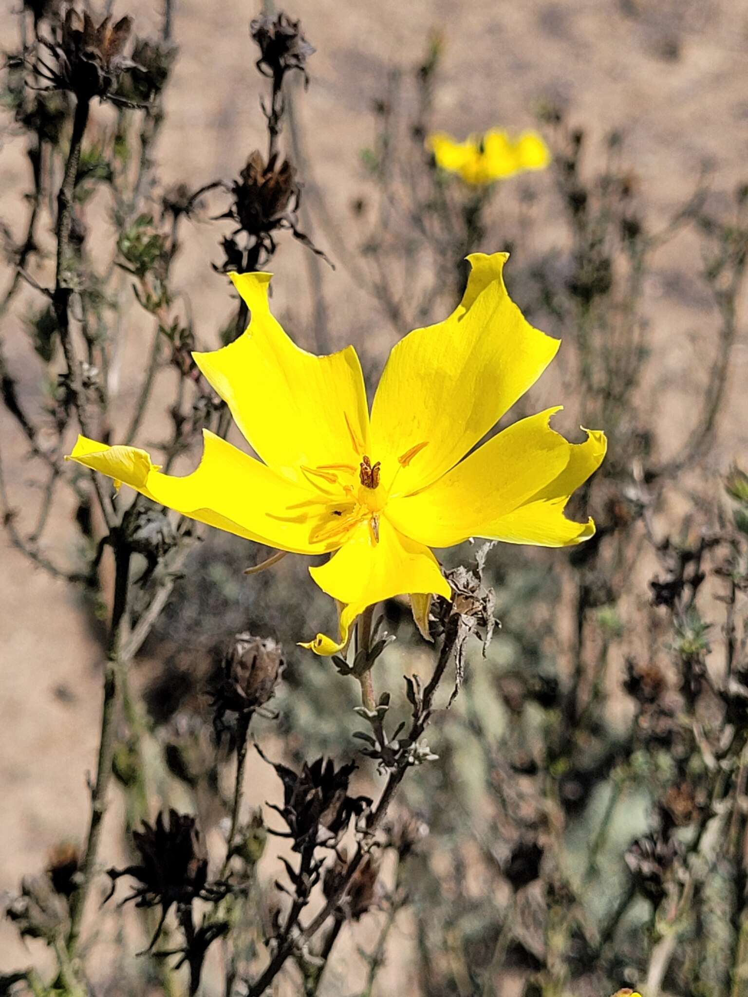 Image of Balbisia peduncularis (Lindl.) D. Don