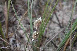 Sivun Lomandra leucocephala subsp. leucocephala kuva