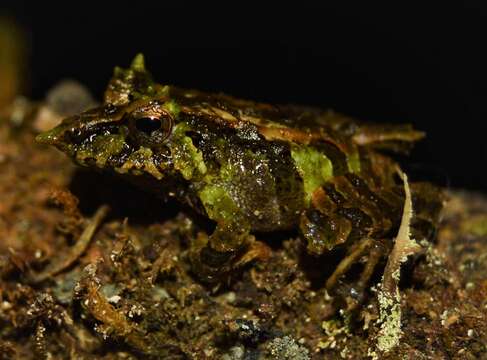 Image of Pacific robber frog