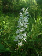 Image of Dactylorhiza maculata subsp. ericetorum (E. F. Linton) P. F. Hunt & Summerh.