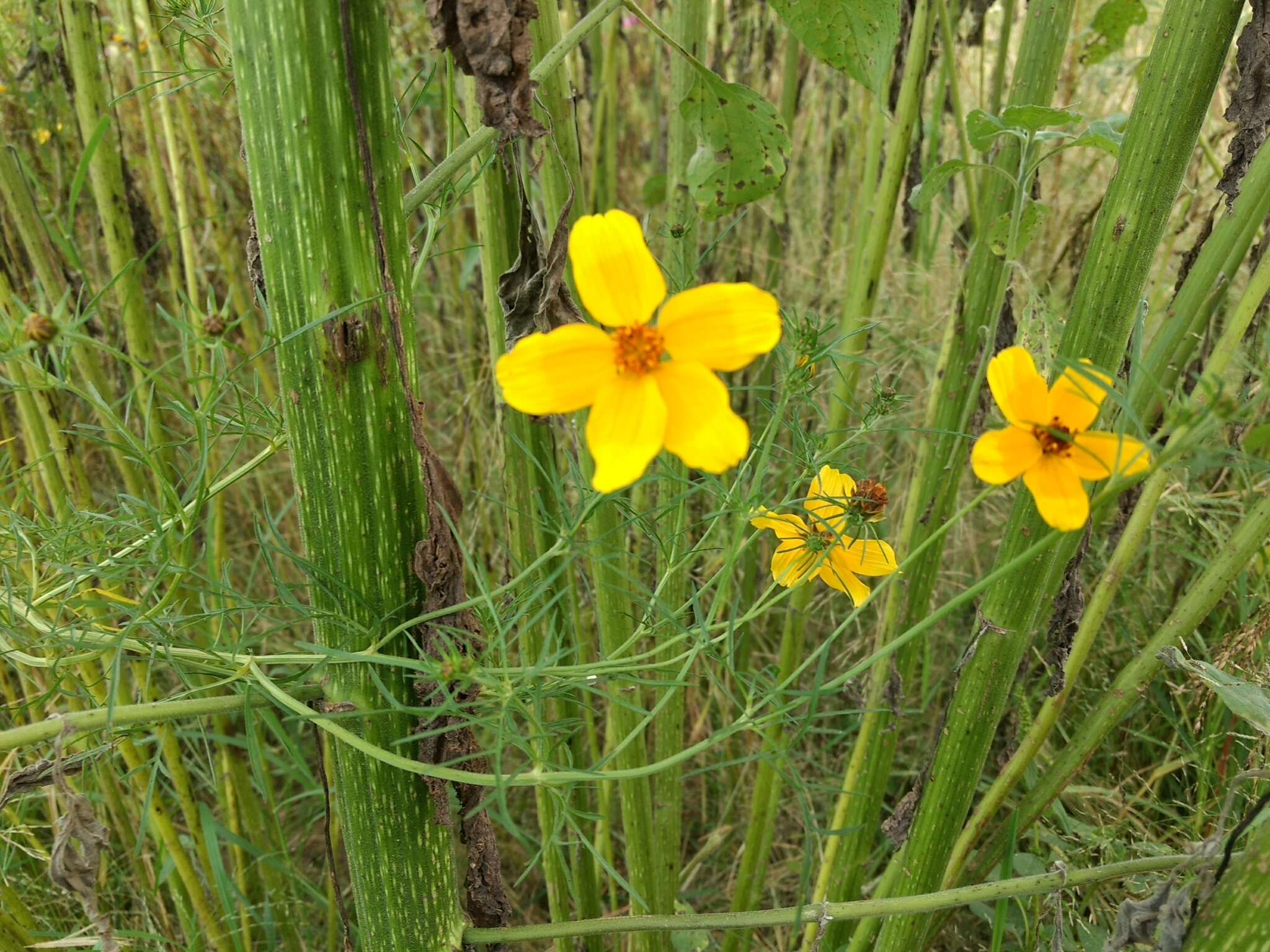 Bidens aurea (Ait.) Sherff的圖片