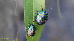 Image of Poecilocoris Dallas 1848