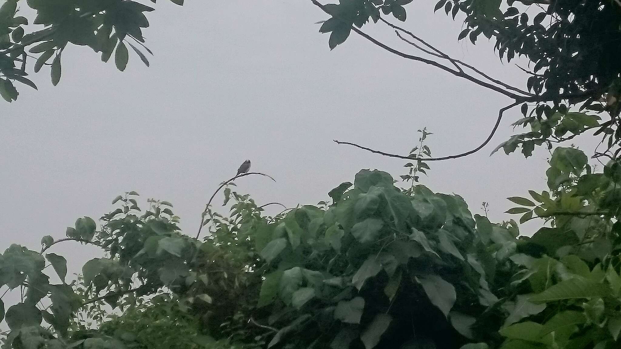 Image of Light-vented Bulbul