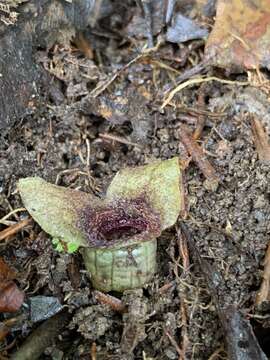 Image of Asarum macranthum Hook. fil.