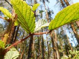 Sivun Rubus ellipticus Smith kuva