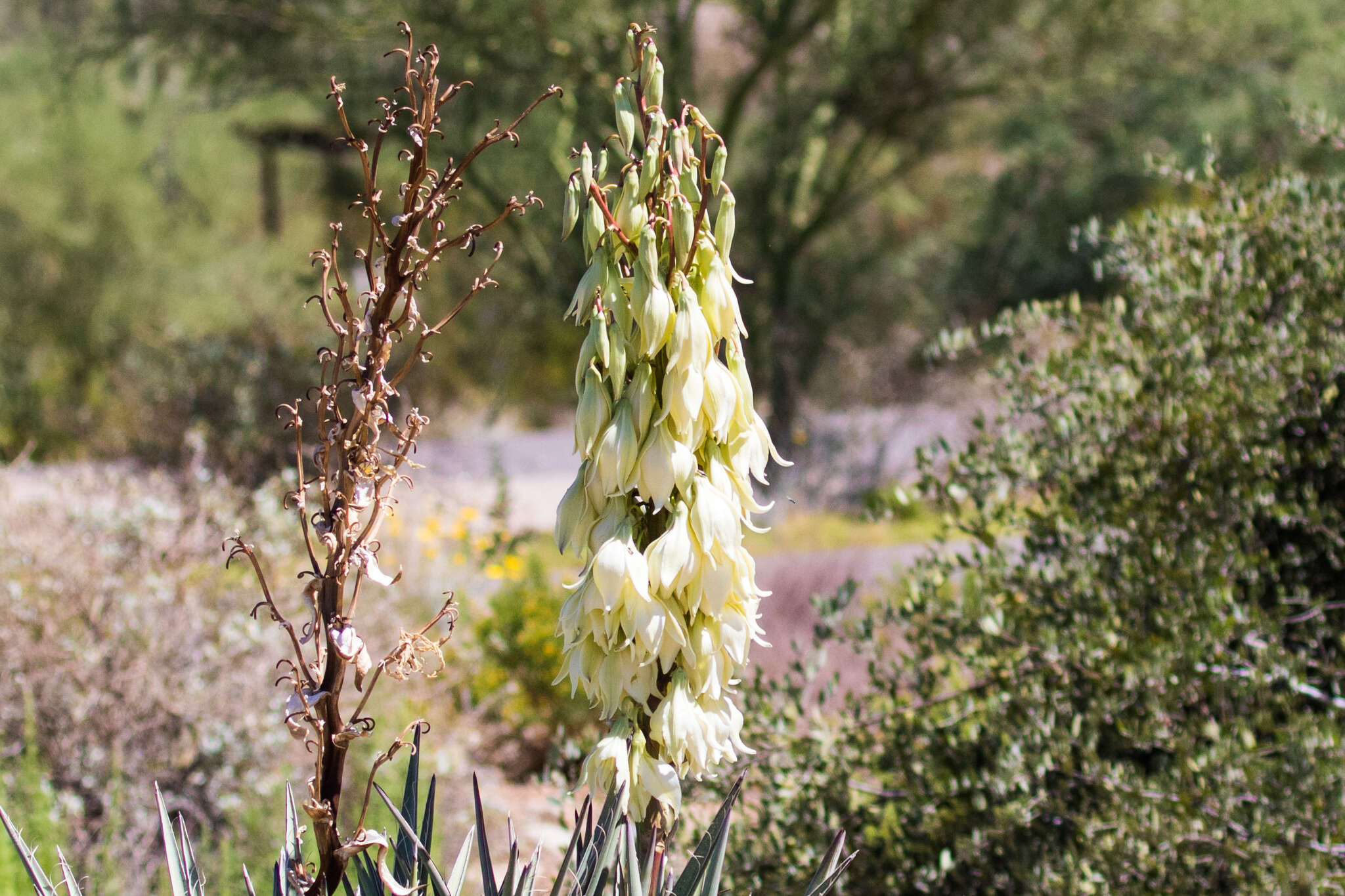 Yucca baccata Torr. resmi