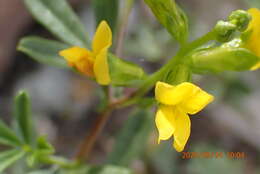 Image of Melolobium candicans (E. Mey.) Eckl. & Zeyh.